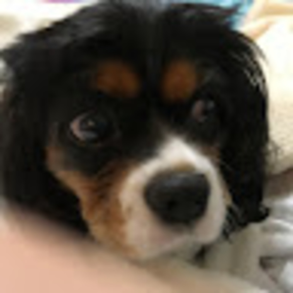 Meet your Posher, Gracie